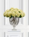 Hydrangea Cut Flower White