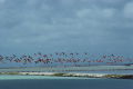 Flamingos in Flight
