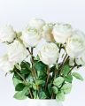 Rose snittblomst hvit