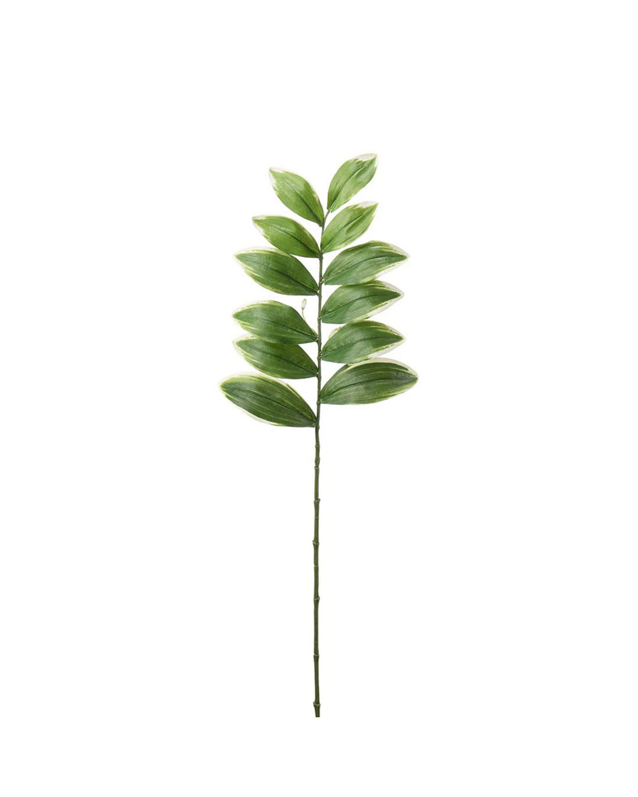 Leaf branch cut flower green