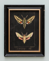 Ramsey butterfly art prints 2-pack