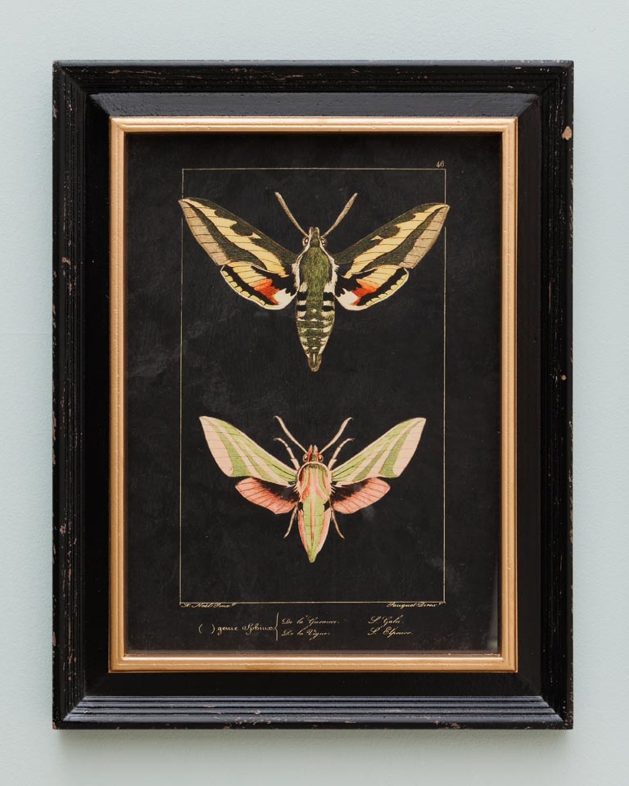 Ramsey butterfly art prints 2-pack