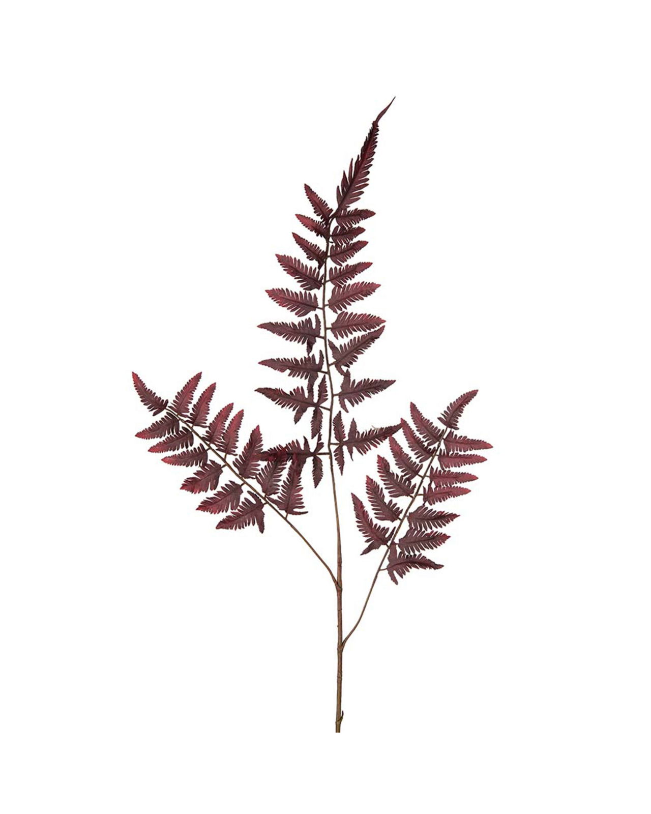 Farnblatt schnittblume burgunder