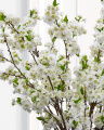 Cherry Blossom Branch White