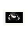 Shelby Cobra Print Only / XL