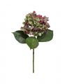 Hydrangea Cut Flower Burgundy/Green