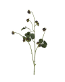 Black blackberry branch cut flower