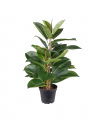 Ficus Robusta Potted Plant Green
