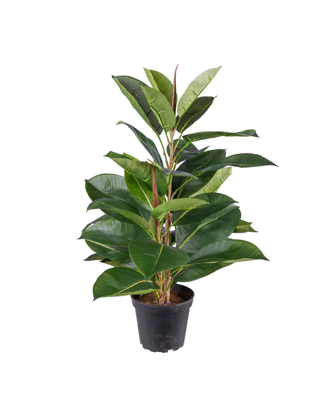 Ficus Robusta Potted Plant Green
