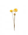 Poppy Cut Flower Yellow OUTLET