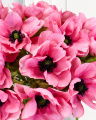 Anemone Cut Flower Pink