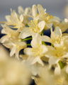 Hyacinth Cut Flower White