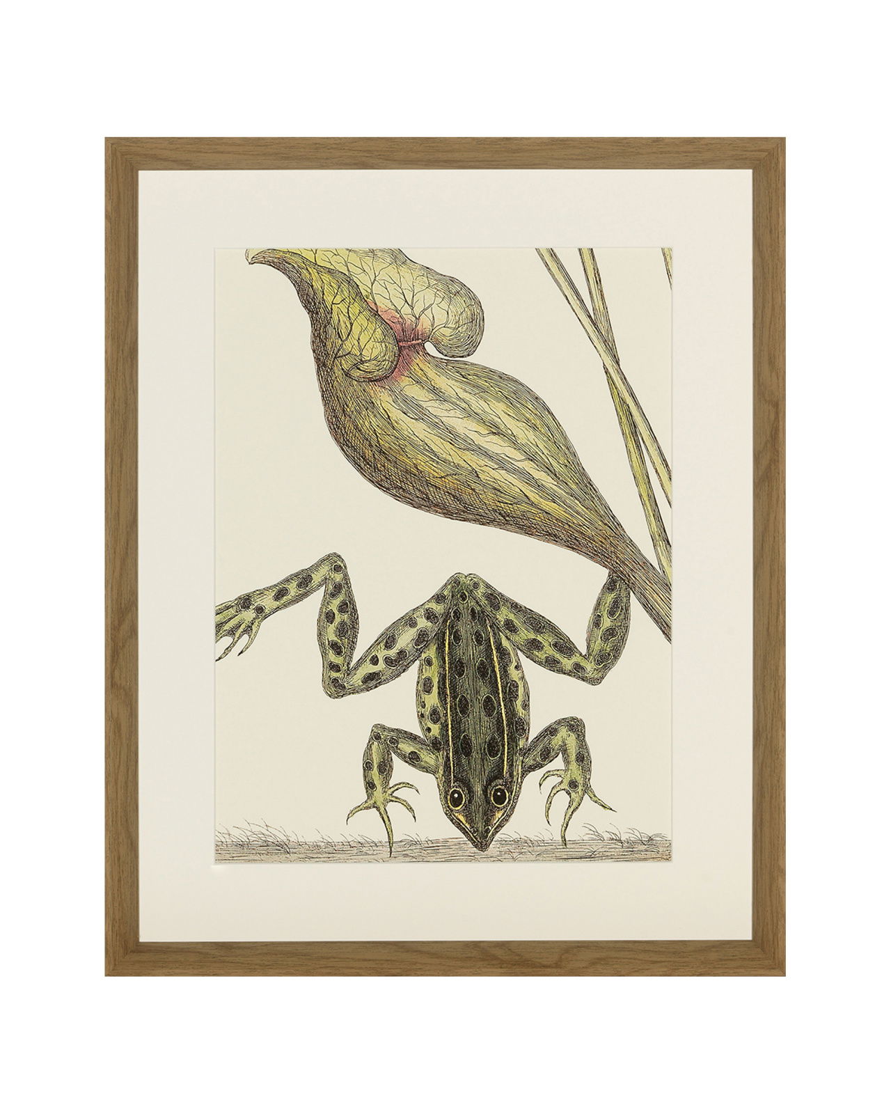 Frog, Balsam, Lizard, Fish (set of 4)