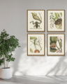 Frog, Balsam, Lizard, Fish (set of 4)