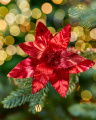 Eleanor Poinsettia Ornament Red