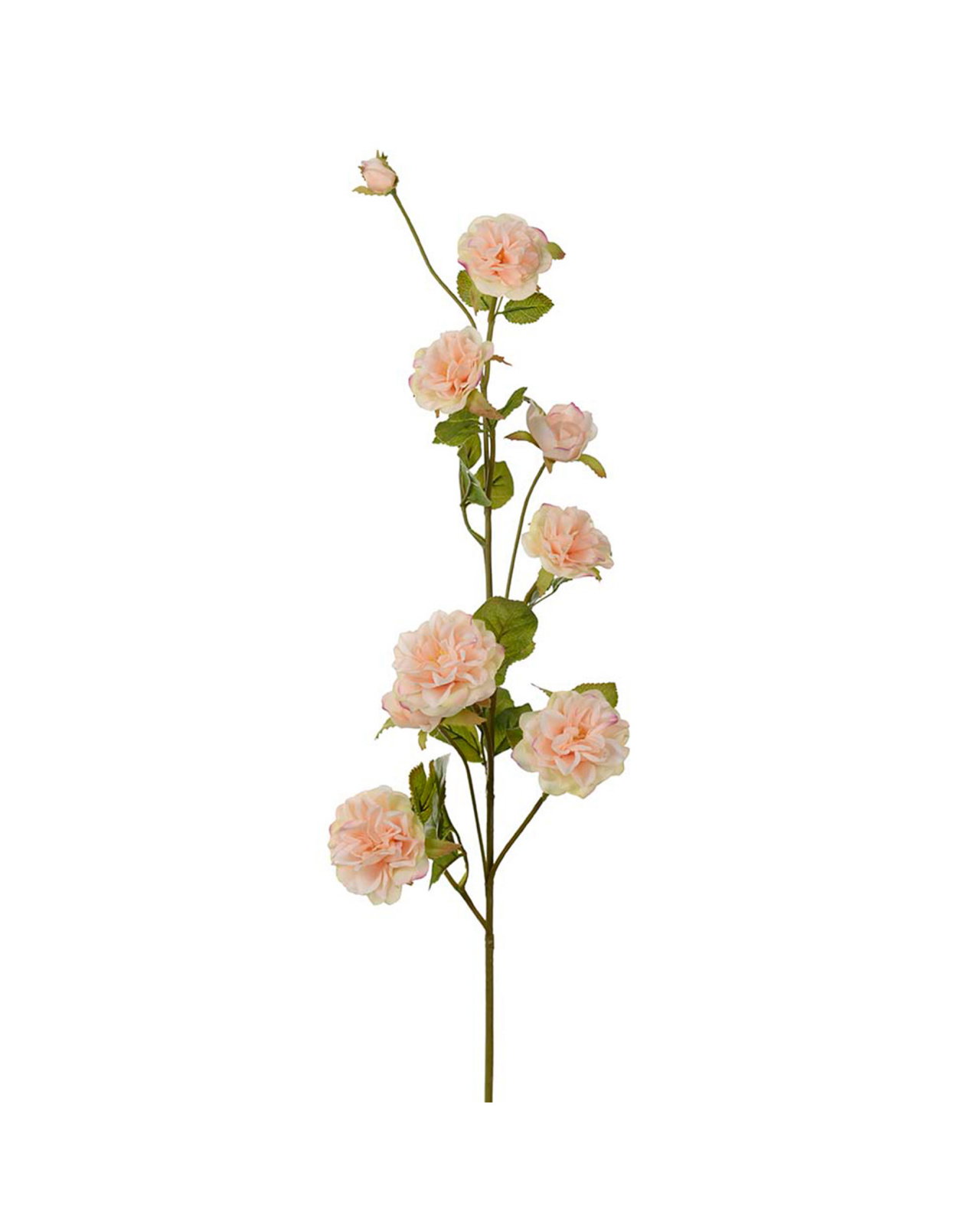 Klätterros snittblomma persika