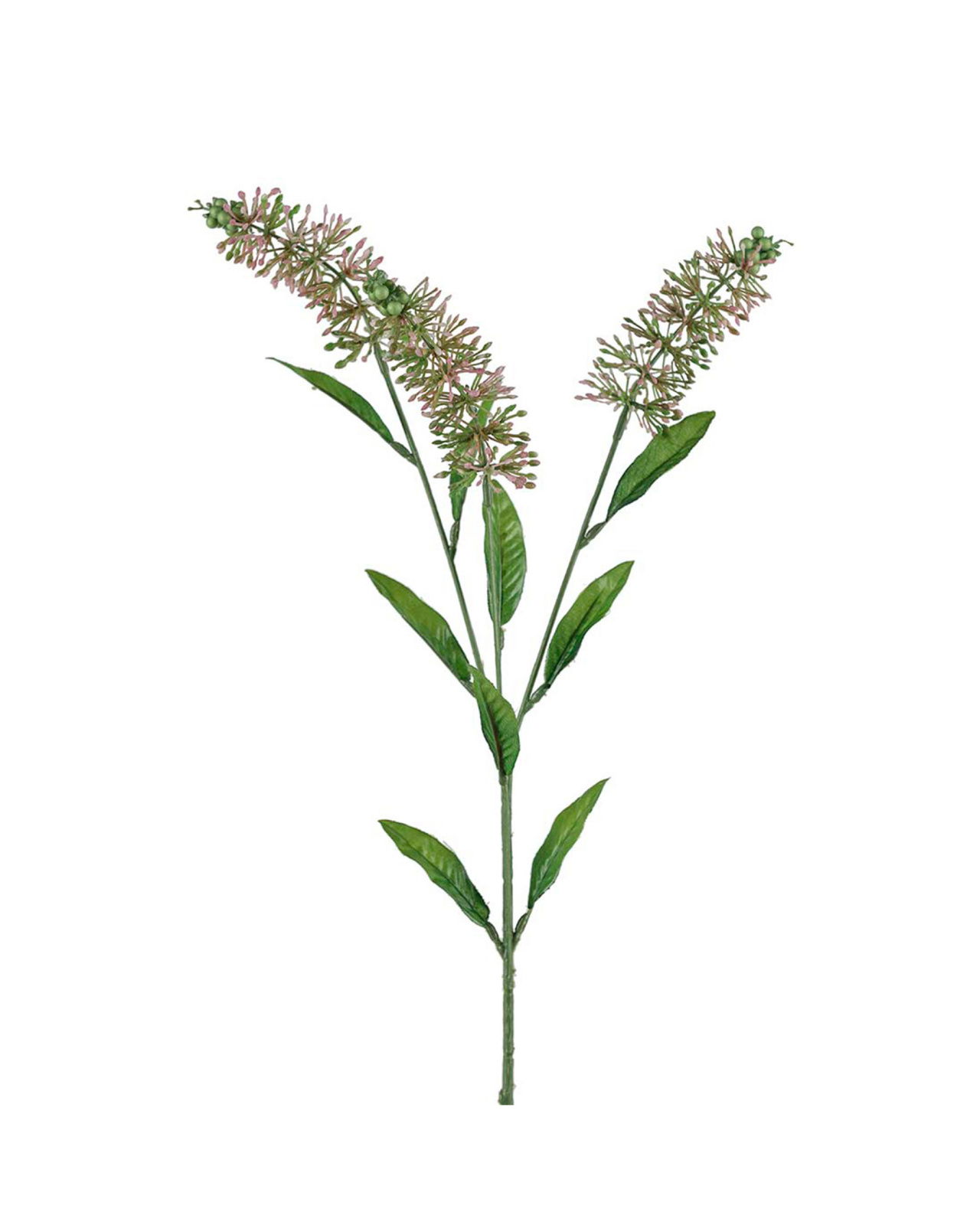 Astilbe cut flower Pink