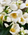 Christmas Rose Cut Flower White