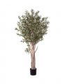Olive Tree Potted Plant