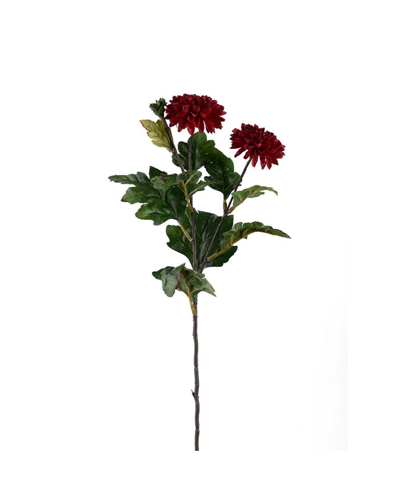 Krysantemum snittblomst vinrød