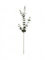 Eucalyptus Cut Flower Grey