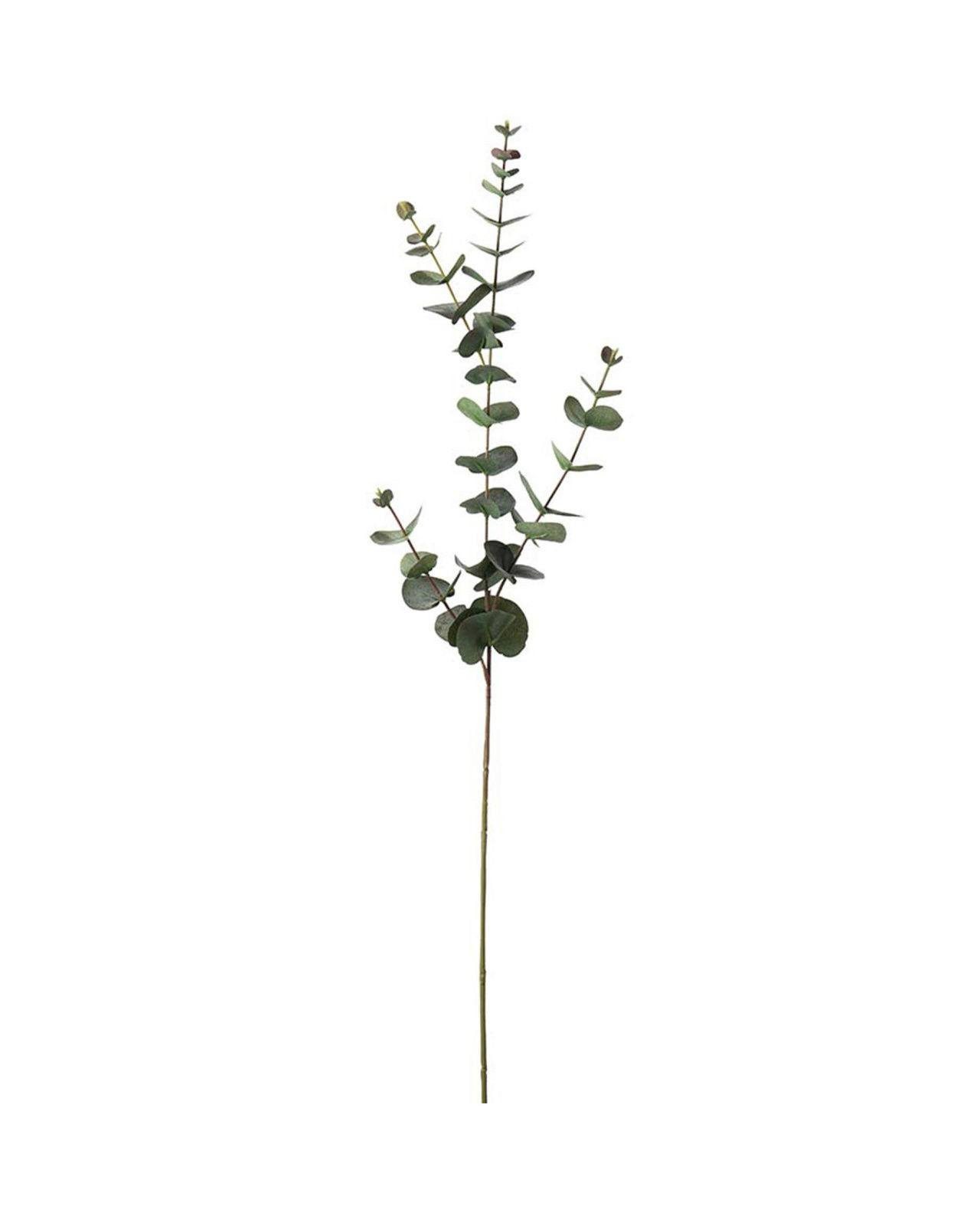 Eucalyptus Cut Flower Grey