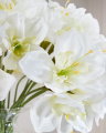 Amaryllis cut flower white