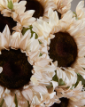 Solsikke snitblomst creme