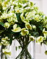 Christmas Rose Cut Flower Green