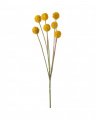 Trommestik – afskåret blomst i gul