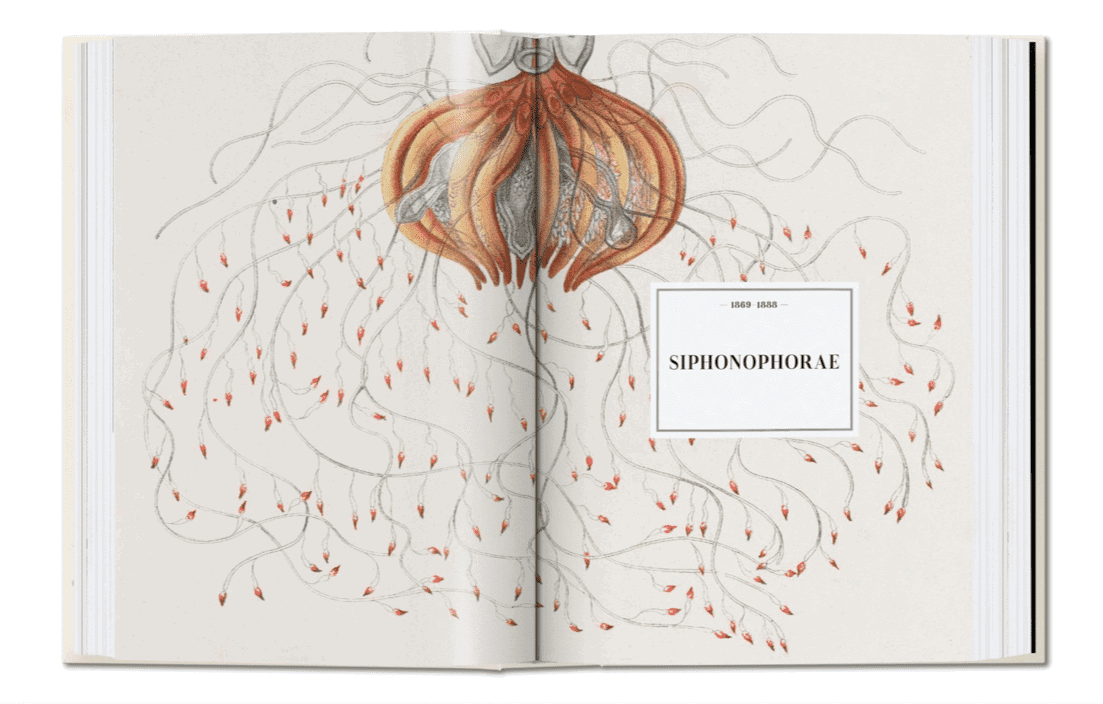 Ernst Haeckel - 40 Series