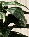 Peace Lily Potted Plant Green
