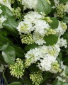 Lilac Cut Flower White