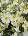 Japanese climbing rose cut flower white