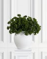 Larch Sprig Green