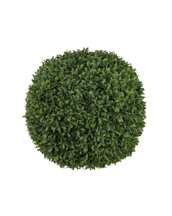 Boxwood potted plant