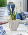 Grape Hyacinth Potted Plant White