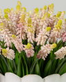Grape Hyacinth Cut Flower Pink