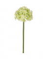 Allium snittblomma grön