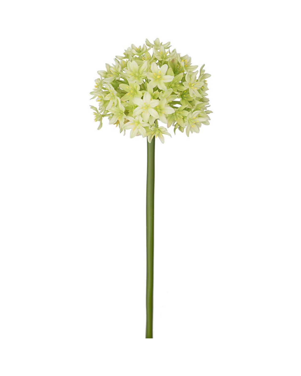 Allium snittblomma grön