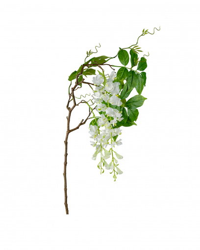 Newport Wisteria Cut Flower White
