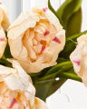 Tulip Cut Flower Cream