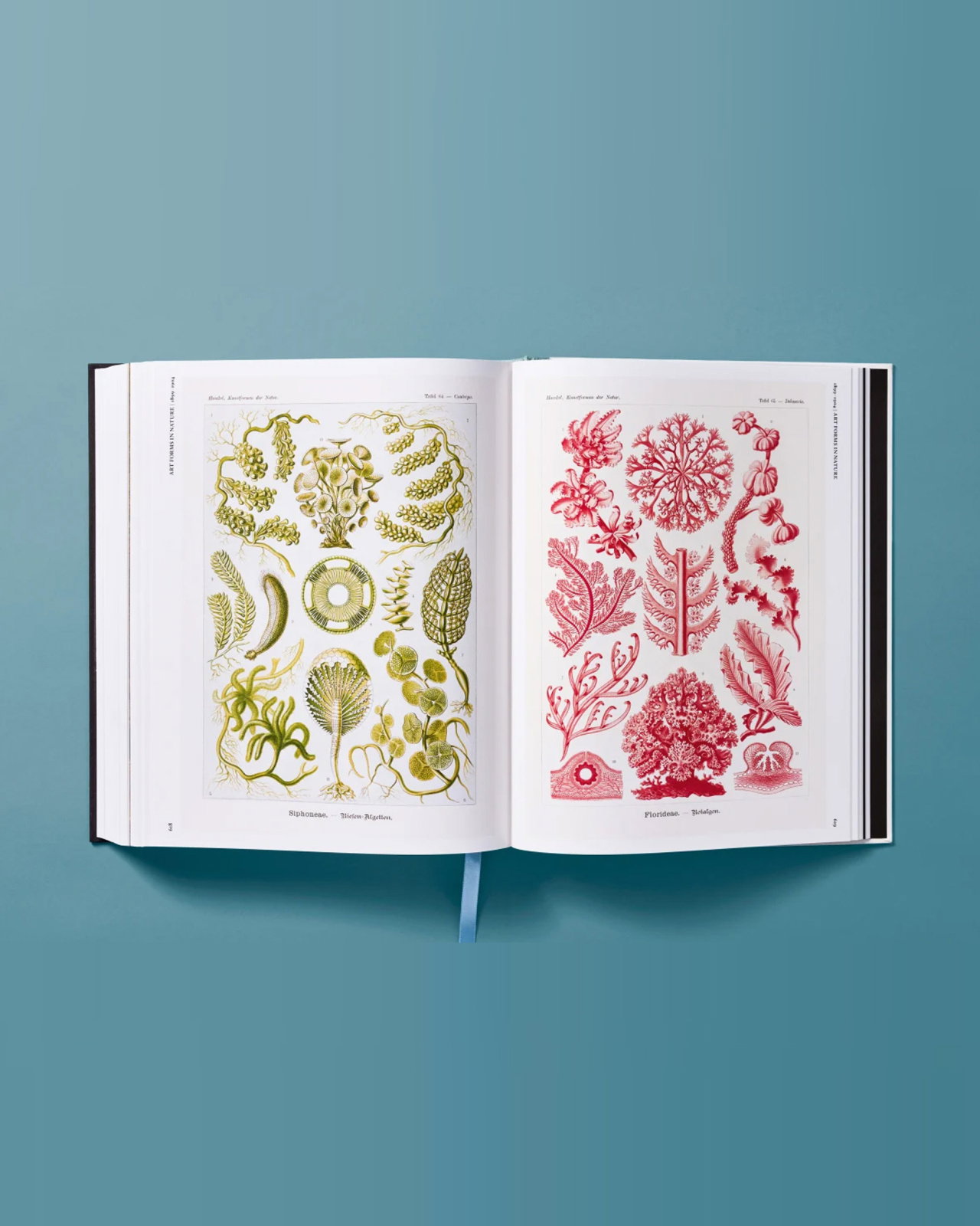 The Art and Science of Ernst Haeckel