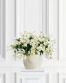 Julerose snittblomst hvit