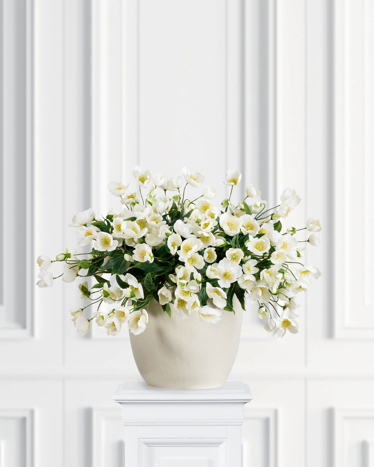 Julerose snittblomst hvit