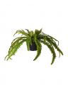 Fern pot plant green OUTLET