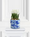 Grape Hyacinth Potted Plant White