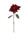 Poinsettia Cut Flower Burgundy