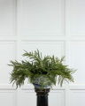 Fir Spruce Sprig Green