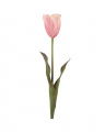 Tulpe Schnittblume rosa